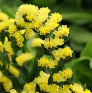 Limonium Qis Yellow